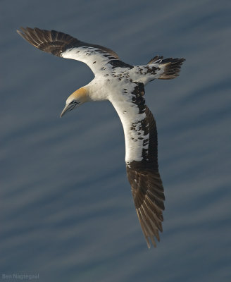 Jan van gent - Northern Gannet - Sula bassana