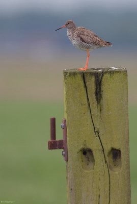 Tureluur - Redshank - Tringa totanus