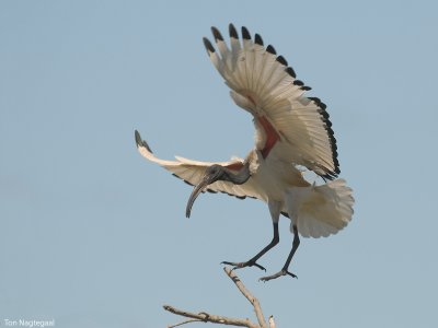 Heilige Ibis - Sacred Ibis - Threskiornis Aethiopicus