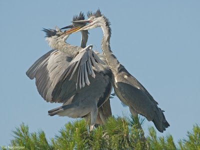 Blauwe reiger - Grey Heron - Ardea cinerea