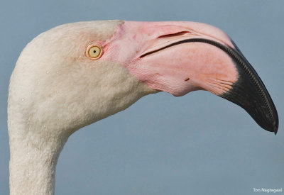 Flamingo - Greater Flamingo - Phoenicopterus roseus
