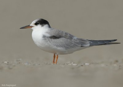 Visdief - Common tern - Sterna hirundo