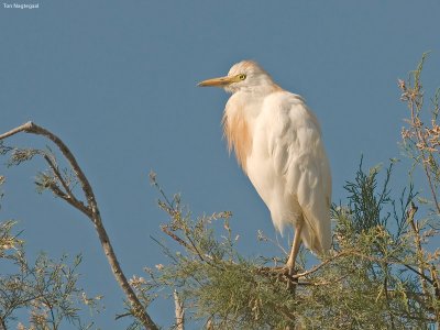 Koereiger - Western Cattle Egret - Bunulcus Ibis