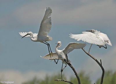 Kleine zilverreiger - Little Egret - Egretta Garzetta