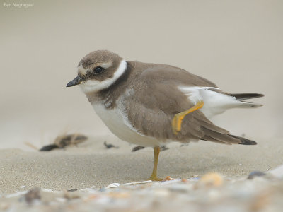 Bontbekplevier - Ringed plover - Charadrius hiaticula