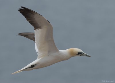 Jan van gent - Northern Gannet - Sula bassana