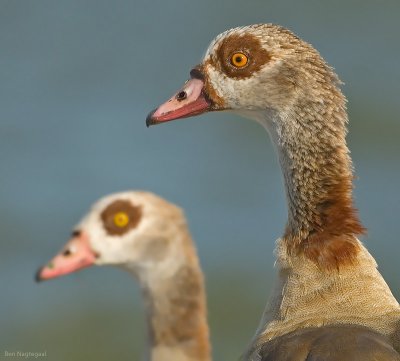 Nijlgans - Egyptian goose - Alopochen aegyptiacus