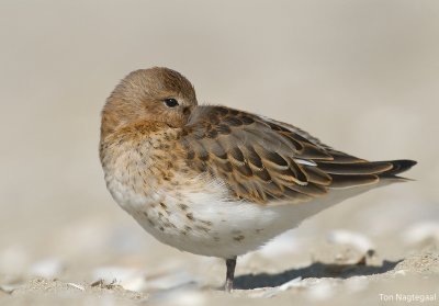 Bonte strandloper - Dunlin - Calidris alpina