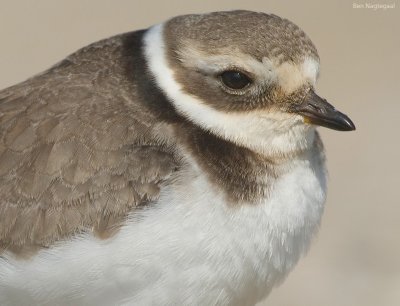 Bontbekplevier - Ringed plover - Charadrius hiaticula