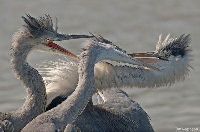 Blauwe reiger - Grey Heron - Ardea cinerea