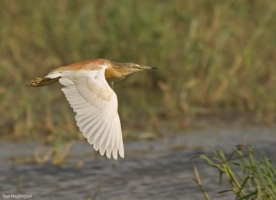 Ralreiger - Squacco heron - Ardeola ralloides