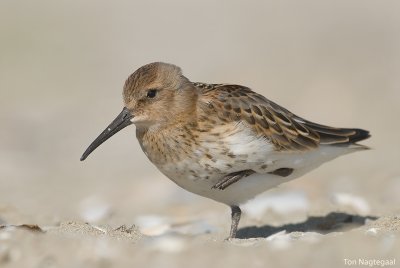 Bonte strandloper - Dunlin - Calidris alpina
