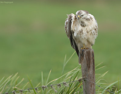 Buizerd - Buzzard - Buteo buteo