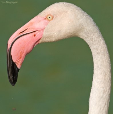 Flamingo - Greater Flamingo - Phoenicopterus roseus