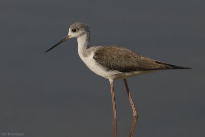 Steltkluut - Blackwinged stilt - Himantopus Homantopus