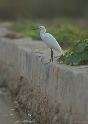 Kleine zilverreiger - Little Egret - Egretta Garzetta