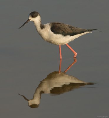 Steltkluut - Blackwinged stilt - Himantopus Homantopus