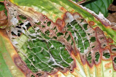 fading hosta