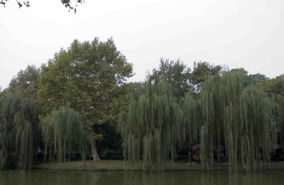 021 West Lake Embankment - Willow.jpg