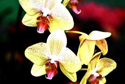 F004 Orchid.jpg