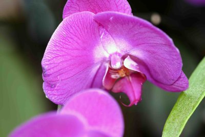 F006 Orchid.jpg