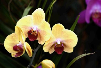 F008 Orchid.jpg
