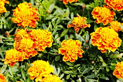 F014 Tagetes Patula.jpg