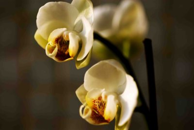 01 Orchid.jpg