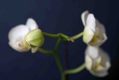 02 Orchid.jpg