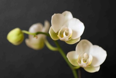 03 Orchid.jpg