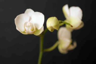 04 Orchid.jpg