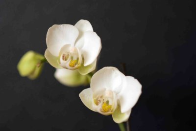 05 Orchid.jpg