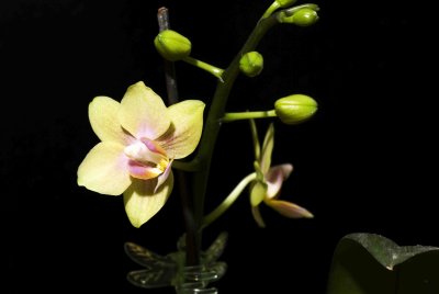06 Orchid.jpg