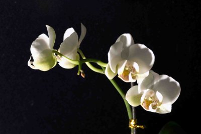07 Orchid.jpg