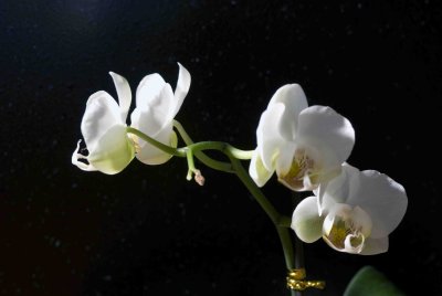 08 Orchid.jpg