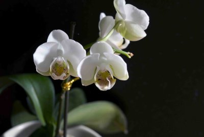 09 Orchid.jpg