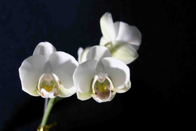 10 Orchid.jpg