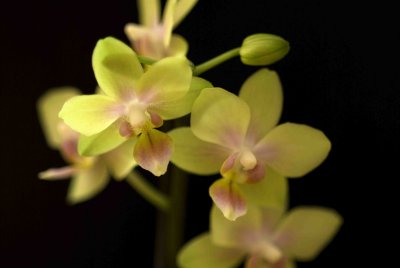 13 Orchid.jpg