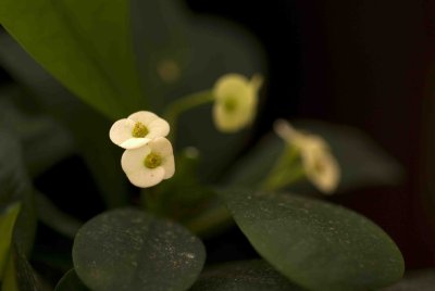 14 Hydrangea.jpg