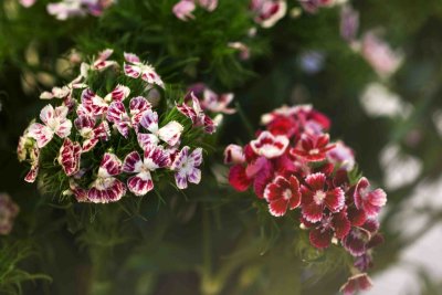 15 Verbena.jpg