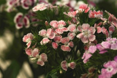16 Verbena.jpg