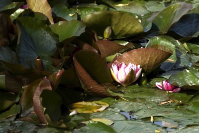 MinoruPark_Flora_0019a.jpg