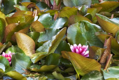 MinoruPark_Flora_0022a.jpg