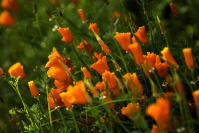 MinoruPark_Flora_0029a.jpg