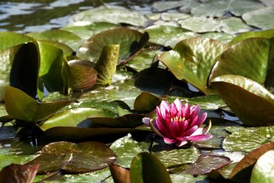 MinoruPark_Flora_0030a.jpg
