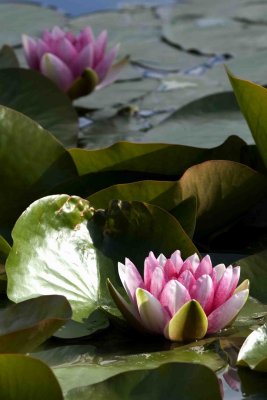 MinoruPark_Flora_0032a.jpg