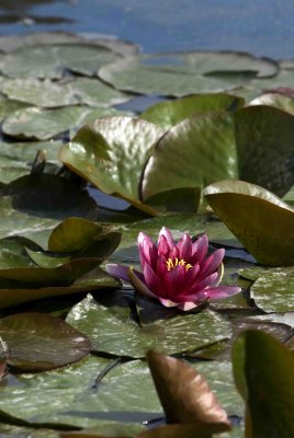 MinoruPark_Flora_0036a.jpg