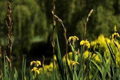 MinoruPark_Flora_0037a.jpg