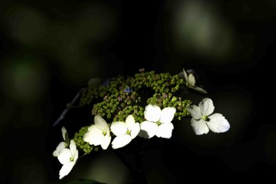 MinoruPark_Flora_0039a.jpg