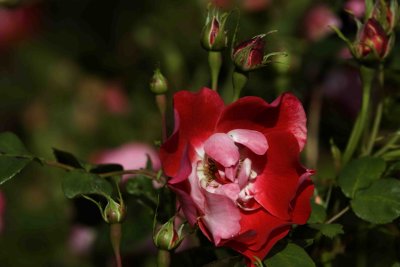 MinoruPark_Flora_0040a.jpg